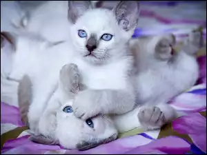 Kotki, Dwa, Białe