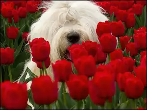 Maltańczyk, Biały, Czerwone, Pies, Tulipany