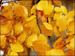 Jesień, Żółte, Liście