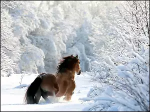 Zima, Koń, Las