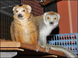 Klatka, Dwa, Lemury