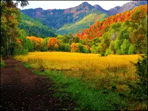 Jesień, Góry, Kolorowe, Lasy, Drzewa