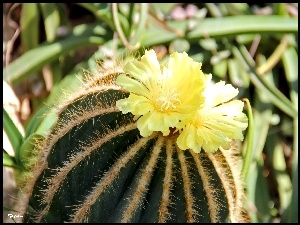 Kolce, Kwitnący, Kaktus