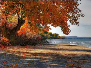 Jesień, Drzewo, Morze