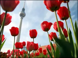 Tulipany, Berlin, Wieża, Telewizyjna