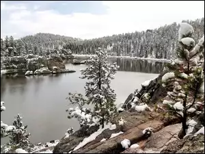 Śnieg, Jezioro, Drzewa