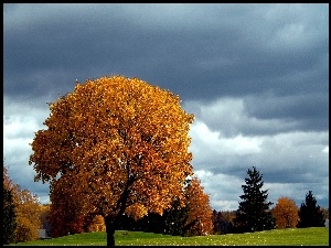 Jesień, Drzewa, Łąka