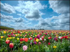 Tulipany, Pole, Kolorowe