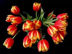 Bukiet, Tulipanów