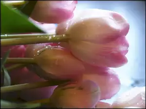 Rosa, Wiązanka, Tulipanów