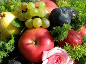 Winogrona, Owoce, Gruszka, Jabłka, Śliwki