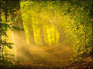 Jesień, Las, Przebijające, Drzewa, Światło
