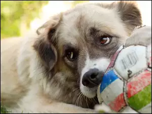 Pies, Owczarek środkowoazjatycki, Piłka, Spojrzenie