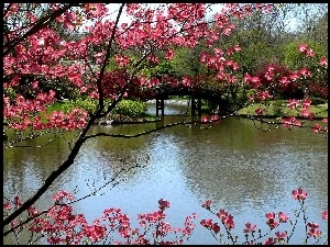 Most, Drzewa, Park, Wiosna, Rzeka, Kwitnące