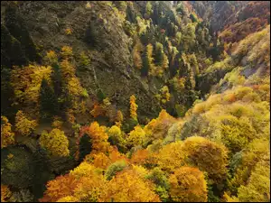 Góry, Jesień, Zalesione