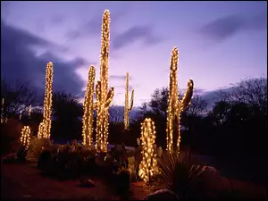 Kaktusy, Święta, Oświetlenie, Drzewa