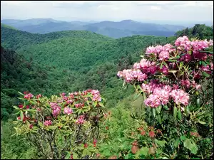 Zalesione, Rododendron, Góry, Kwitnące