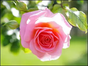 Rózowa, Róża