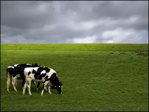 Krowy, Łąka