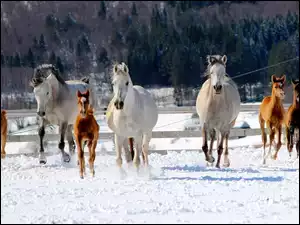 Konie, Snieg, Źrebaki, Bieg