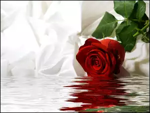 Róża, Woda, Tkanina