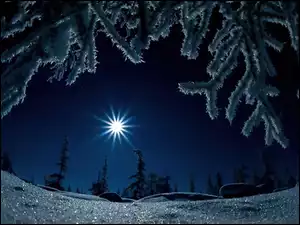 Gwiazda, Zima, Choinki, Śnieg