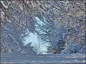 Drzewa, Zima, Ośnieżone