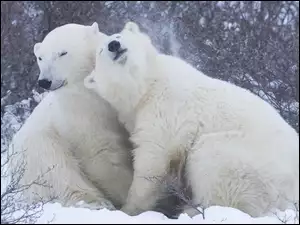 Przytulenie, Niedźwiedzie, Polarne
