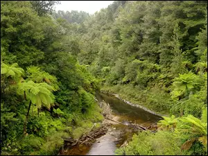 Nowa Zelandia, Rzeka, Roślinność, Lasy, Tangarakau