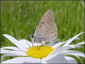 Margerytka, Motyl, Kwiat