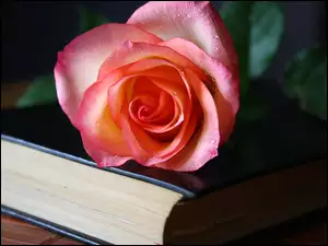 Książka, Różowa, Róża, Czarna