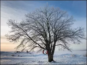 Zima, Drzewo, Śnieg