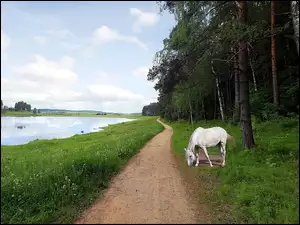 Koń, Rzeka, Ścieżka, Las, Biały