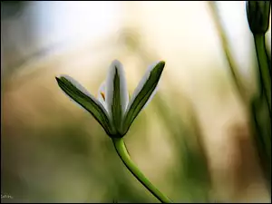 Fractalius, Biały, Kwiat