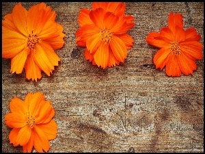 Deska, Pomarańczowe, Kwiaty