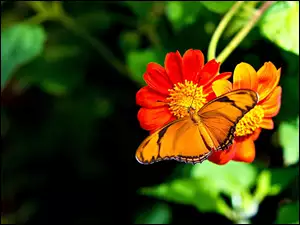 Kwiat, Pomarańczowy, Motyl