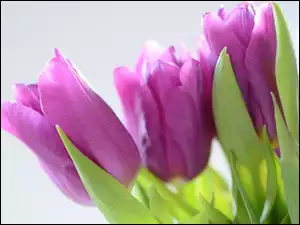 Tulipany, Kwiaty, Fioletowe