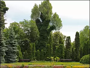 Drzewa, Poznań, Ogród, Botaniczny