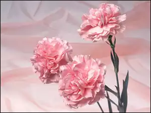 Różowe, Goździki