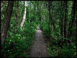 Kładka, Las, Ścieżka