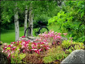 Rower, Drzewa, Różowe, Krzewy, Kwiatuszki