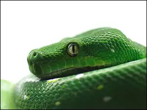 Pyton, Zielony, Wąż