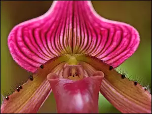 Kwiat, Ladyslipper, Odmiana, Orchid, Storczyka