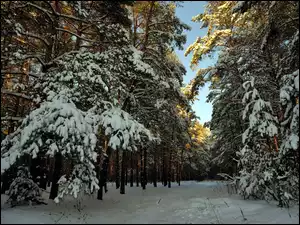 Ścieżka, Zima, Ośnieżone, Las, Drzewa