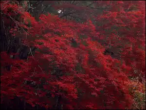 Liście, Drzewa, Czerwone
