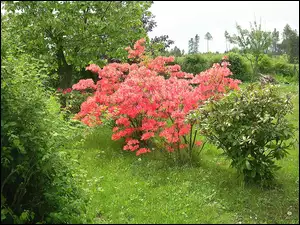 Różanecznik, Ogród, Azalia