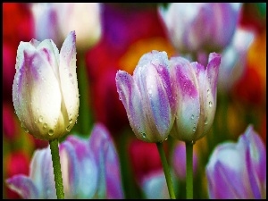 Krople, Kolorowe, Tulipany