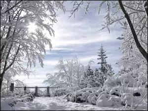 Drzewa, Śnieg, Krzewy, Płotek