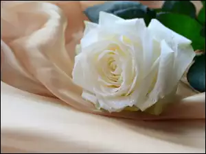 Kompozycja, Biała, Róża