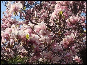 Kwiaty, Magnolia